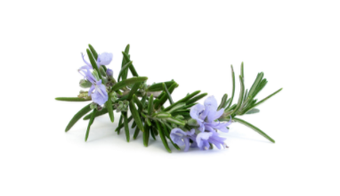 Doterra - Huile Essentielle de Romarin